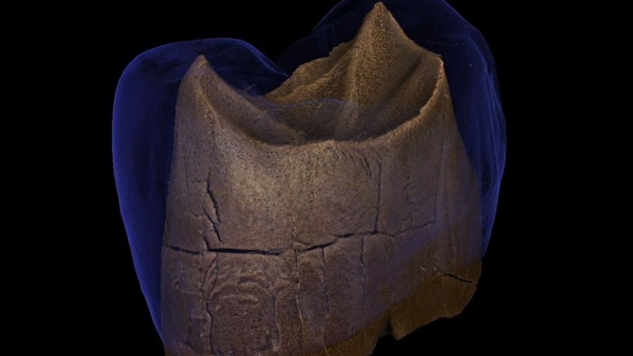 Estudo revela que neandertais faziam uso de palitos de dente