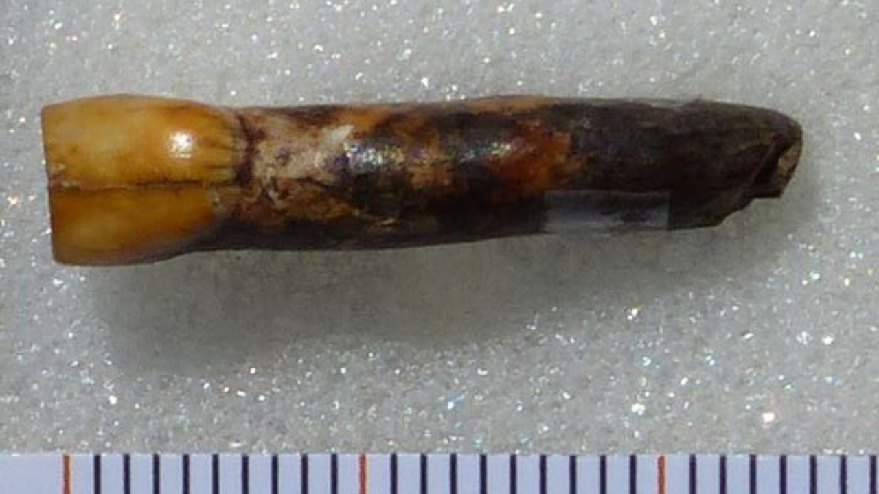 Na França, pesquisadores descobrem dente de 70 mil anos totalmente conservado