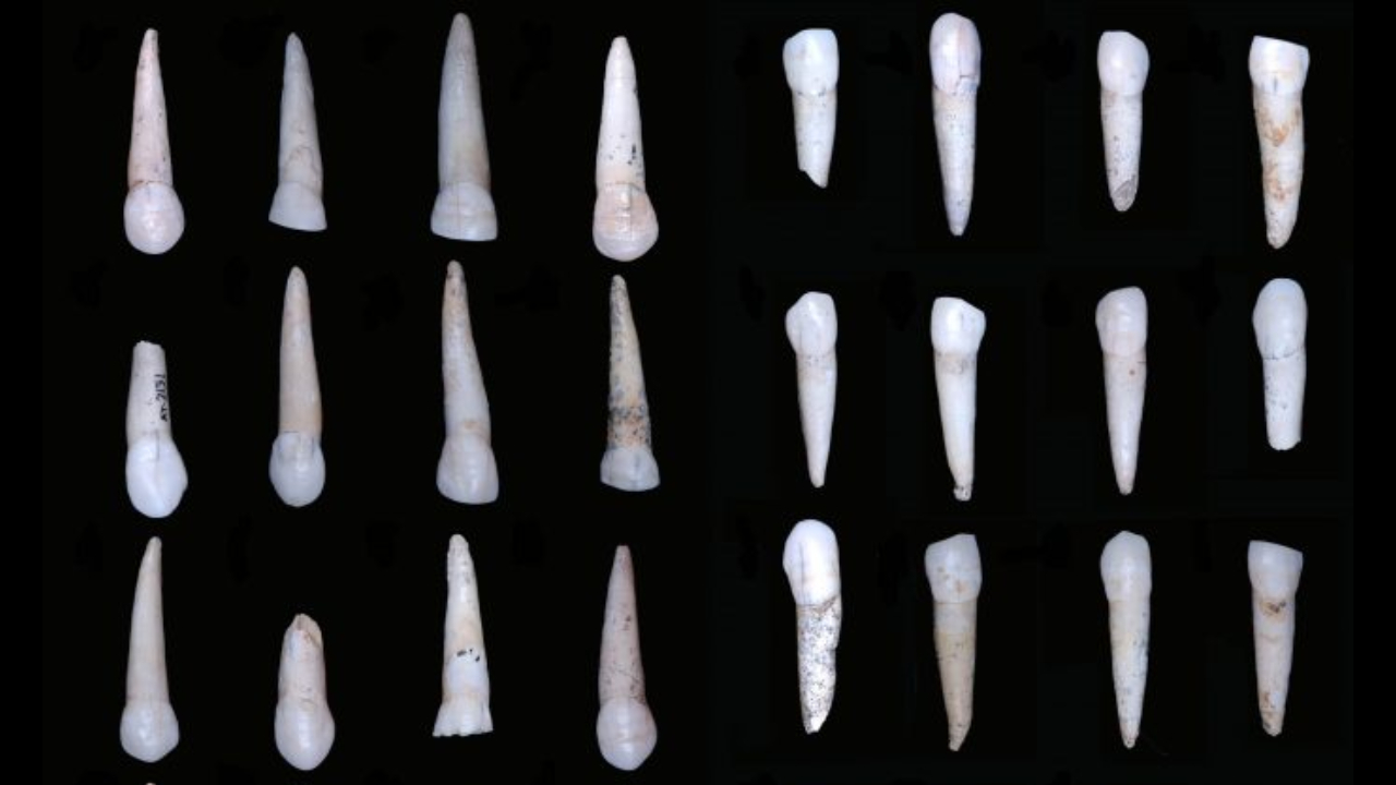 Cientistas identificam gênero de fósseis antigos através de seus dentes