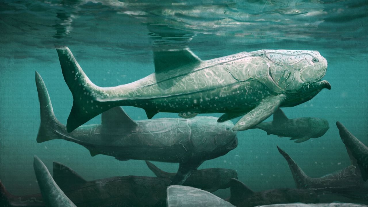 Peixe gigante de 380 milhões de anos se alimentava de maneira similar com a dos tubarões modernos
