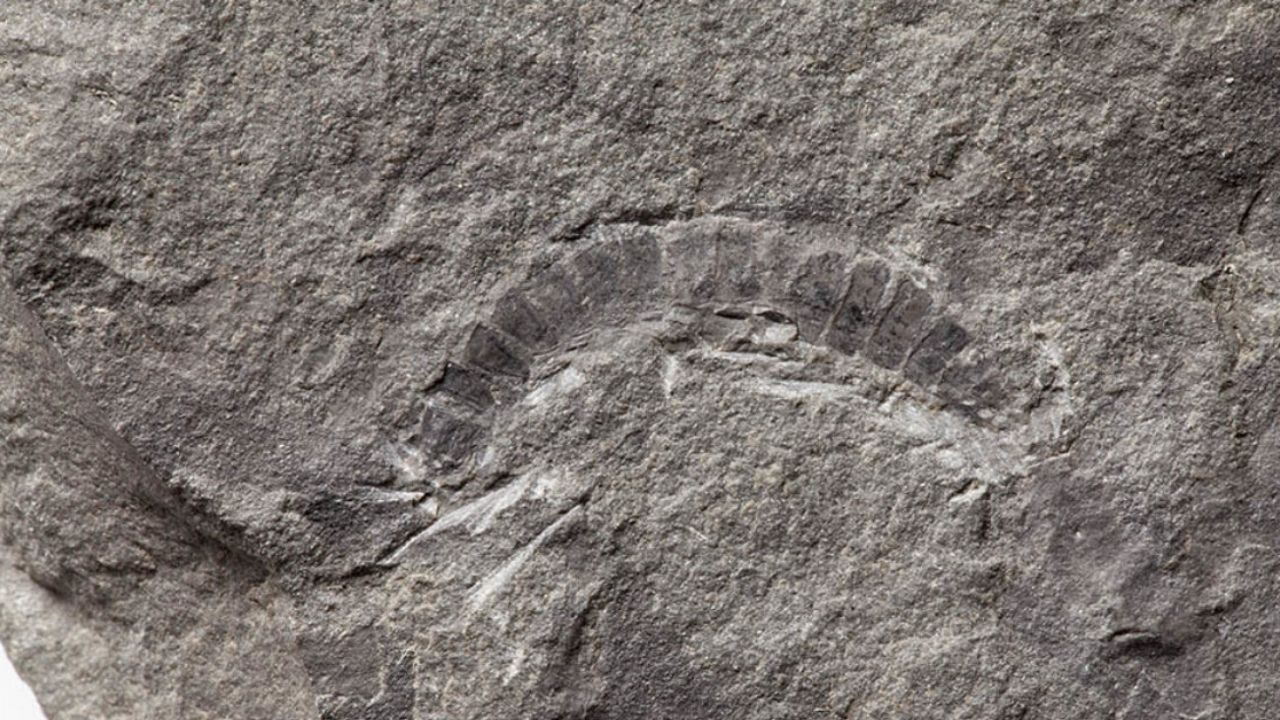 Pesquisadores descobrem fóssil de inseto de 425 milhões de anos, na Escócia