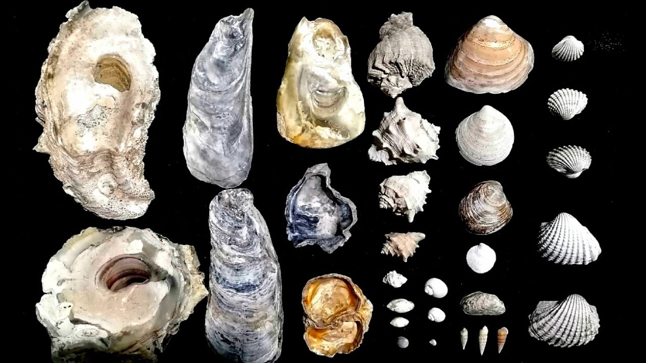 Conchas de 8 milênios são encontradas intactas na China