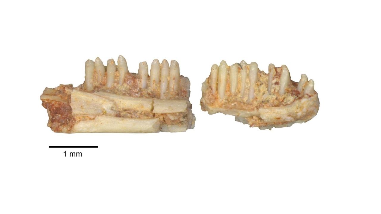 Pesquisadores encontram fóssil de lagarto de 130 milhões de anos no Brasil