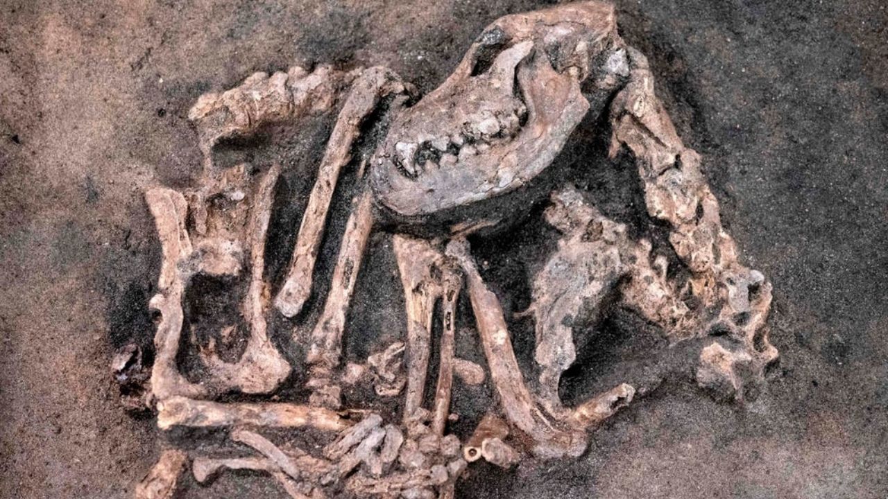 Na Suécia, ossos de cão domesticado da Idade da Pedra são desenterrados