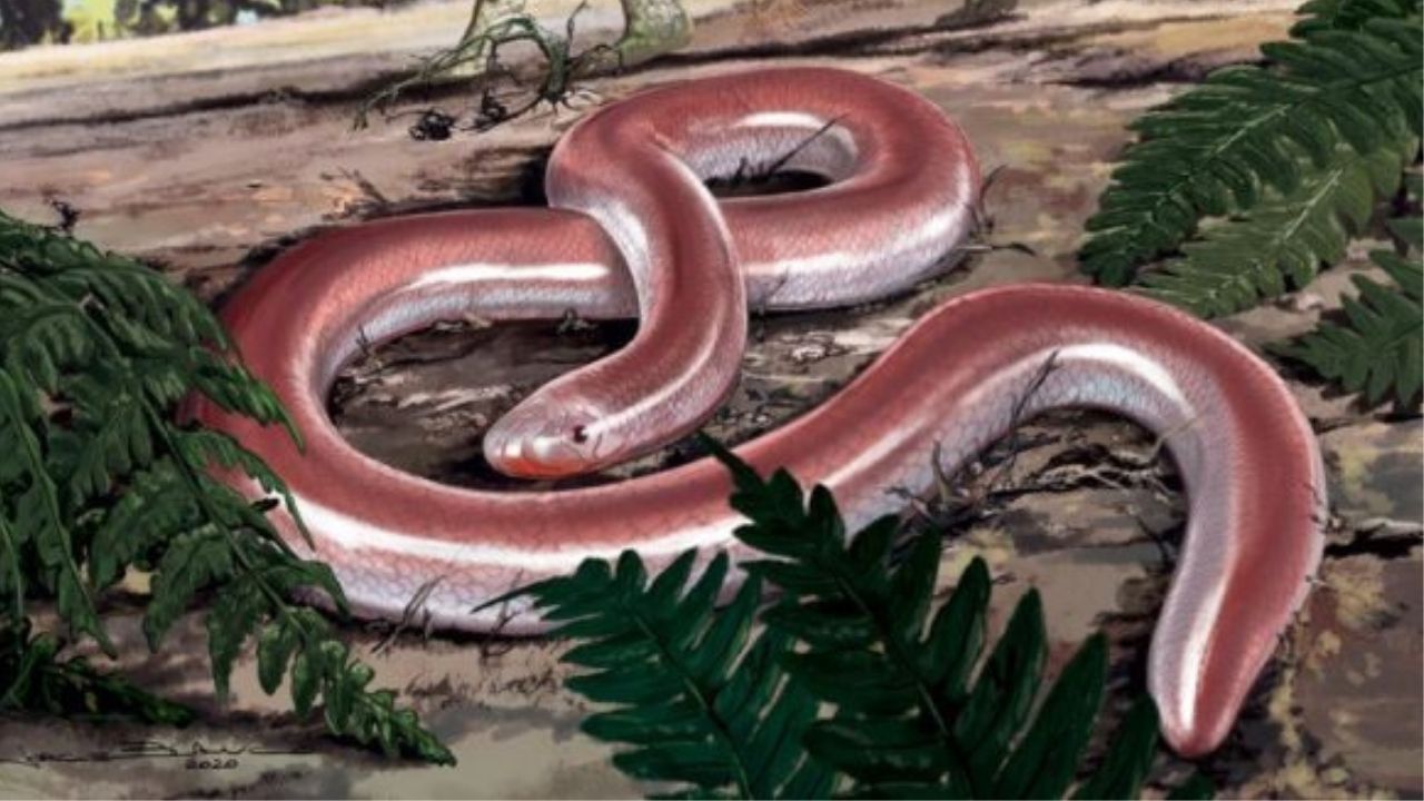 Fóssil de cobra-cega enorme é revelado em Ribeirão Preto