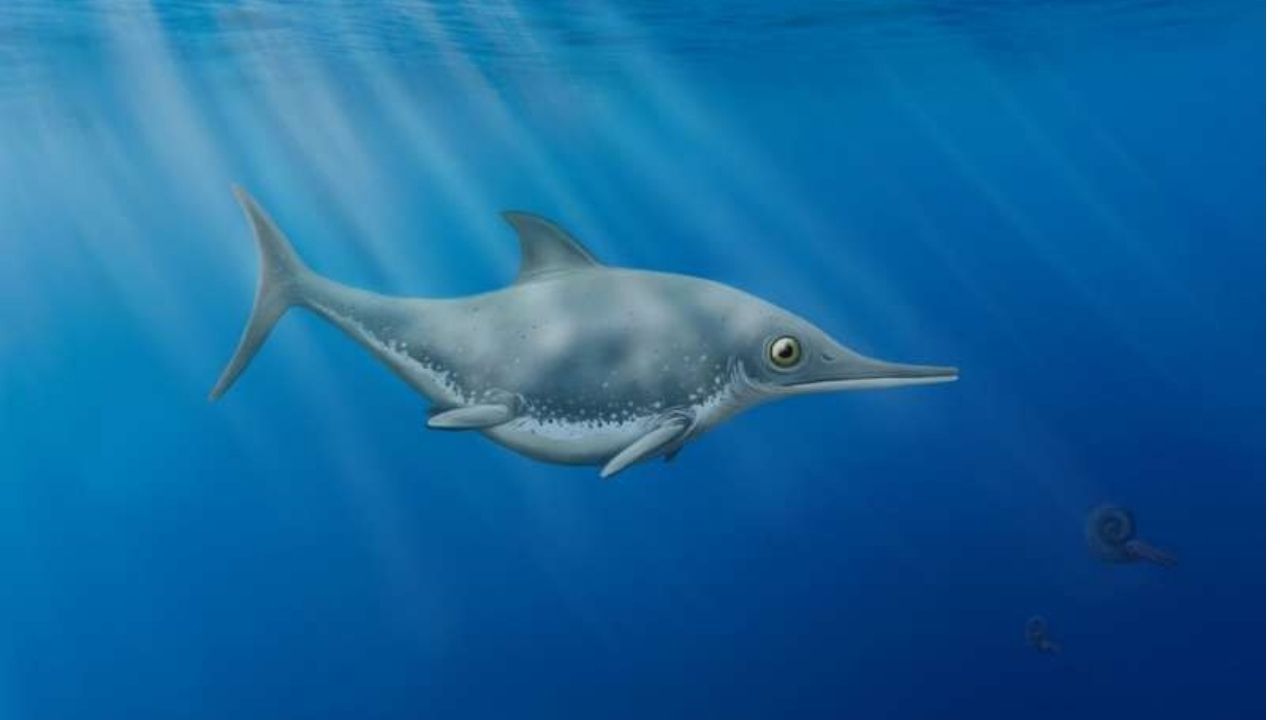 Mistura de tubarão e golfinho: Espécie de réptil marinho pré-histórico é revelada na Inglaterra