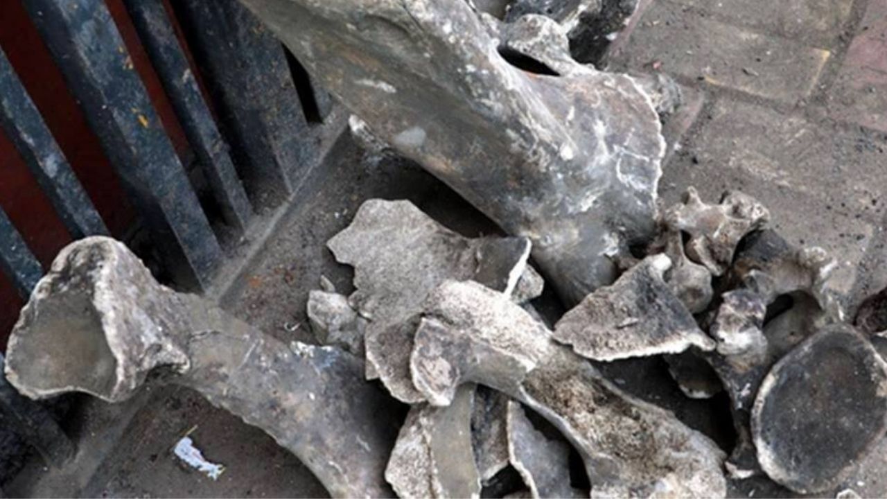 Ossos misteriosos encontrados em obras de metrô indiano são finalmente identificados