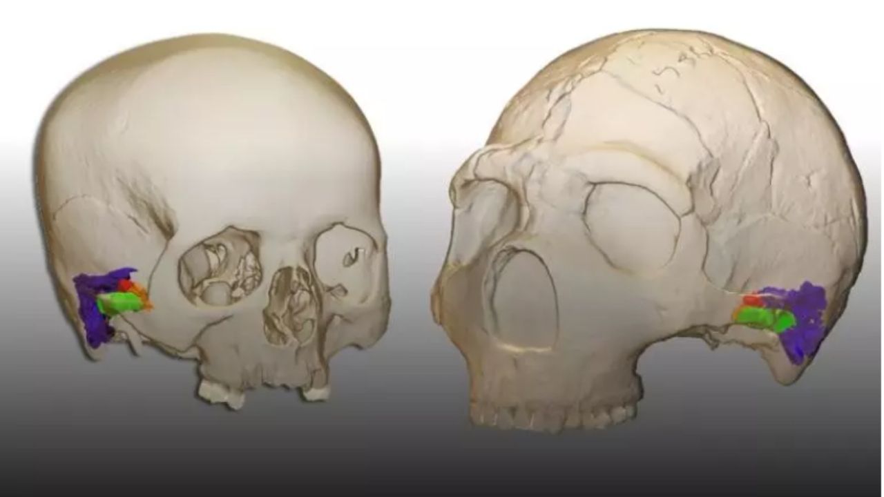 Neandertais tinham capacidades auditivas parecidas com as nossas, segundo estudo