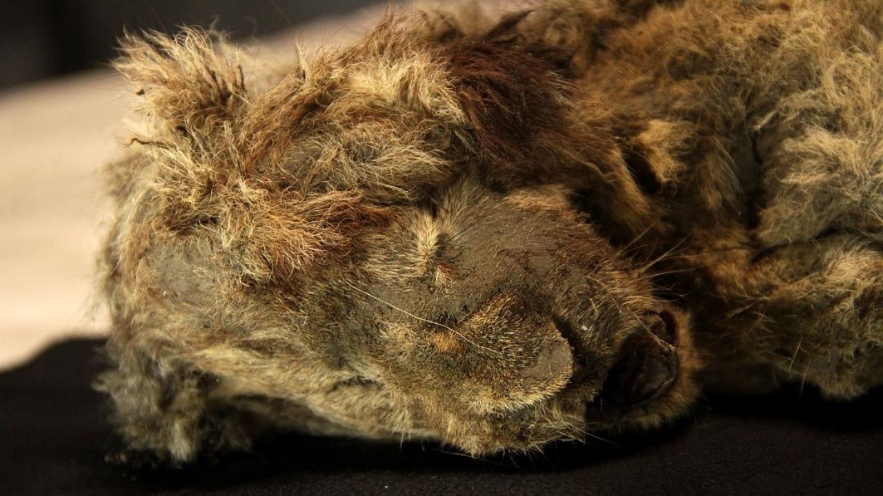 Filhote de leoa-das-cavernas pode ser o animal da Era do Gelo mais conservado já descoberto