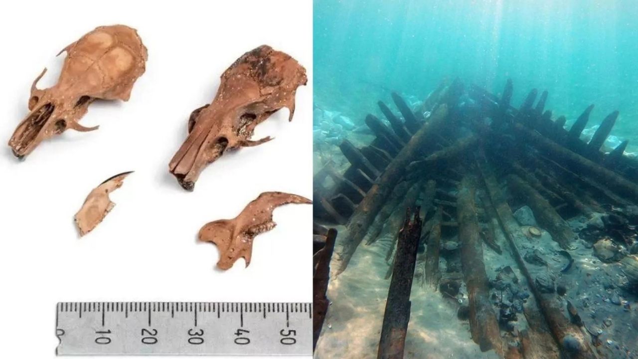 Os impressionantes restos de ratos encontrados em navio que naufragou há 1,4 mil anos
