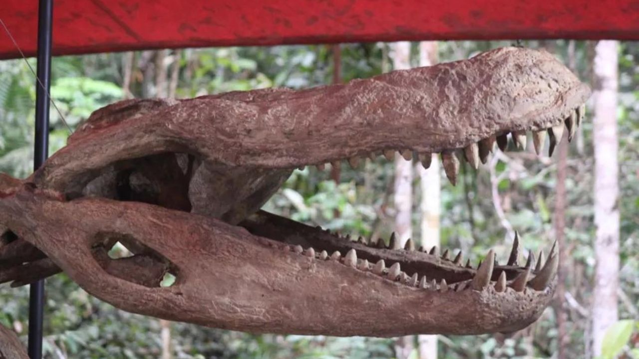 Mordida forte e alimentação: 5 curiosidades sobre o maior crocodilo do mundo