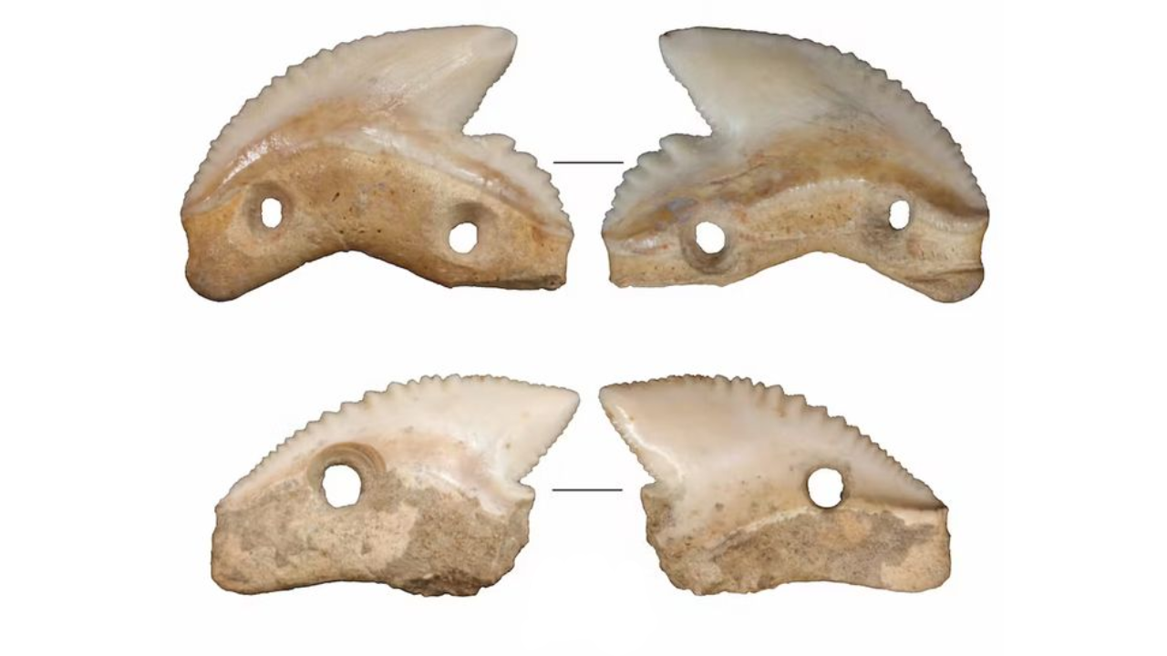 Facas de 7 mil anos com dentes de tubarão são descobertas na Indonésia