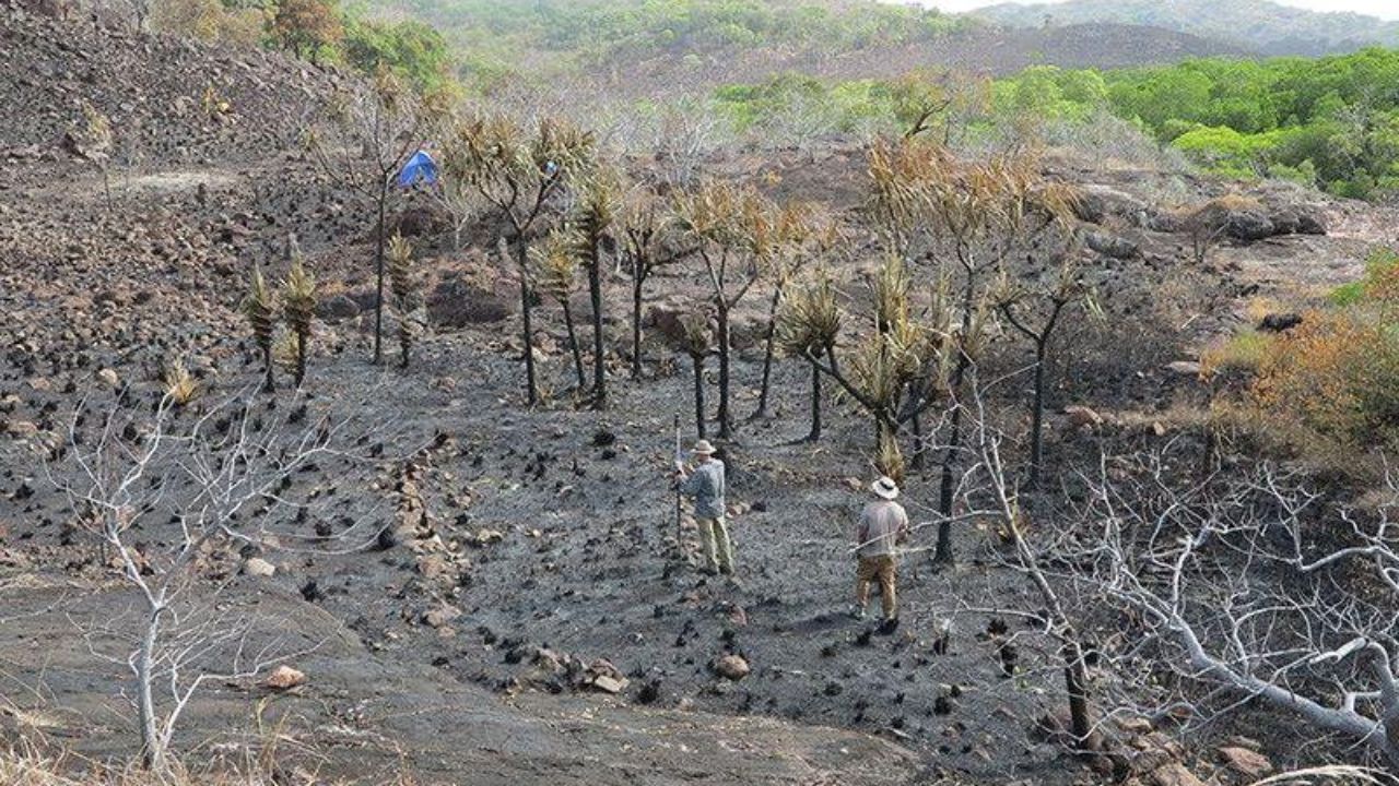 Pesquisa revela vestígios de cultivo de banana na Austrália há 2.000 anos