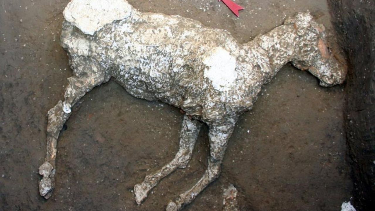 Relembre a impressionante descoberta dos cavalos de Pompeia