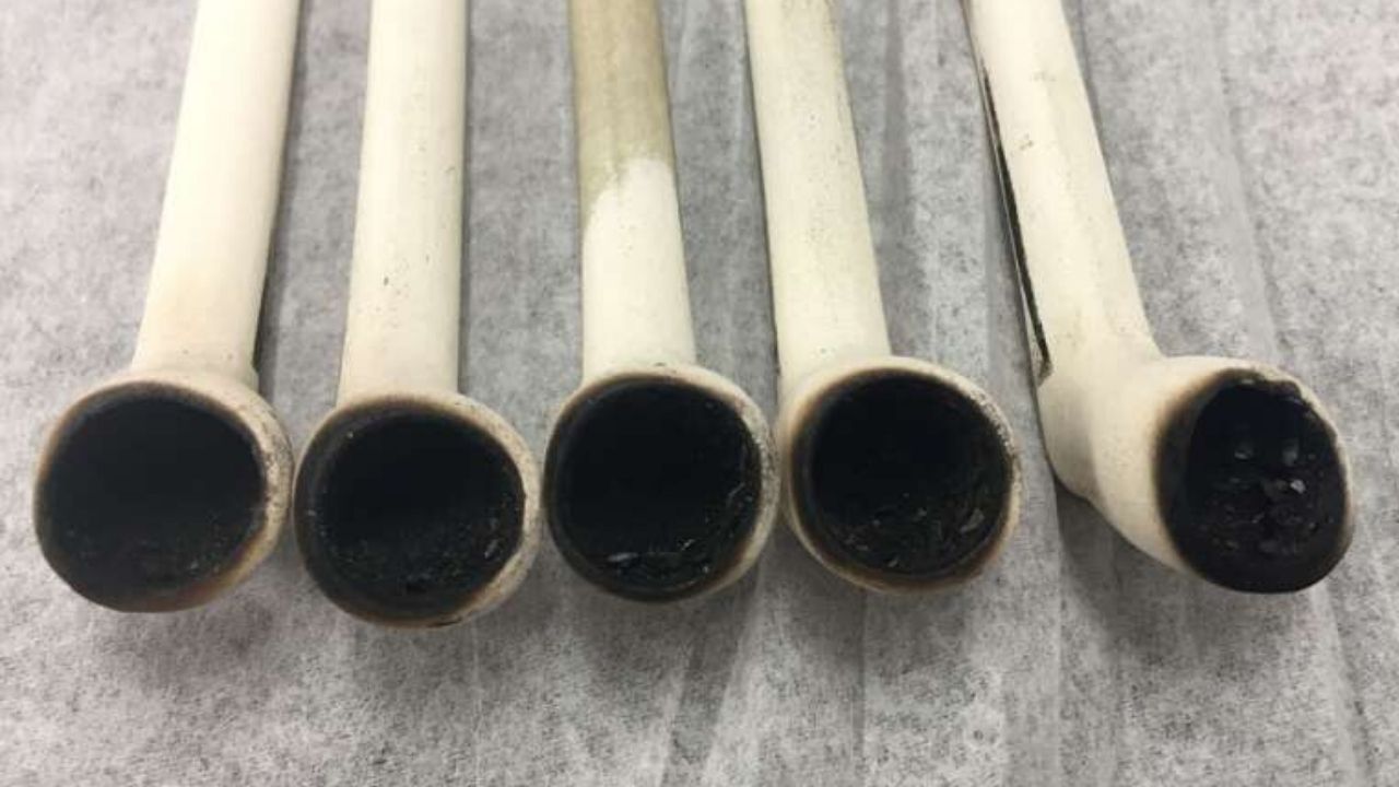 Charutos milenares revelam planta que era fumada há 1,4 mil anos
