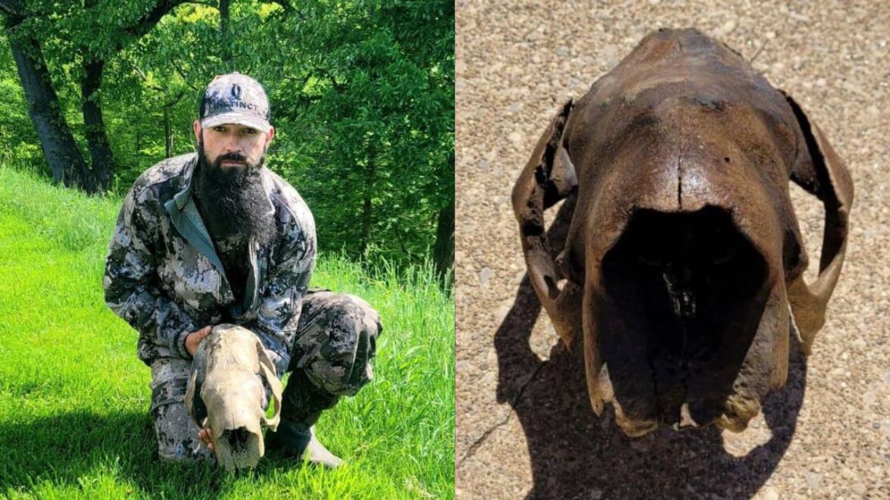 Homem encontra crânio de preguiça-gigante de 11 mil anos