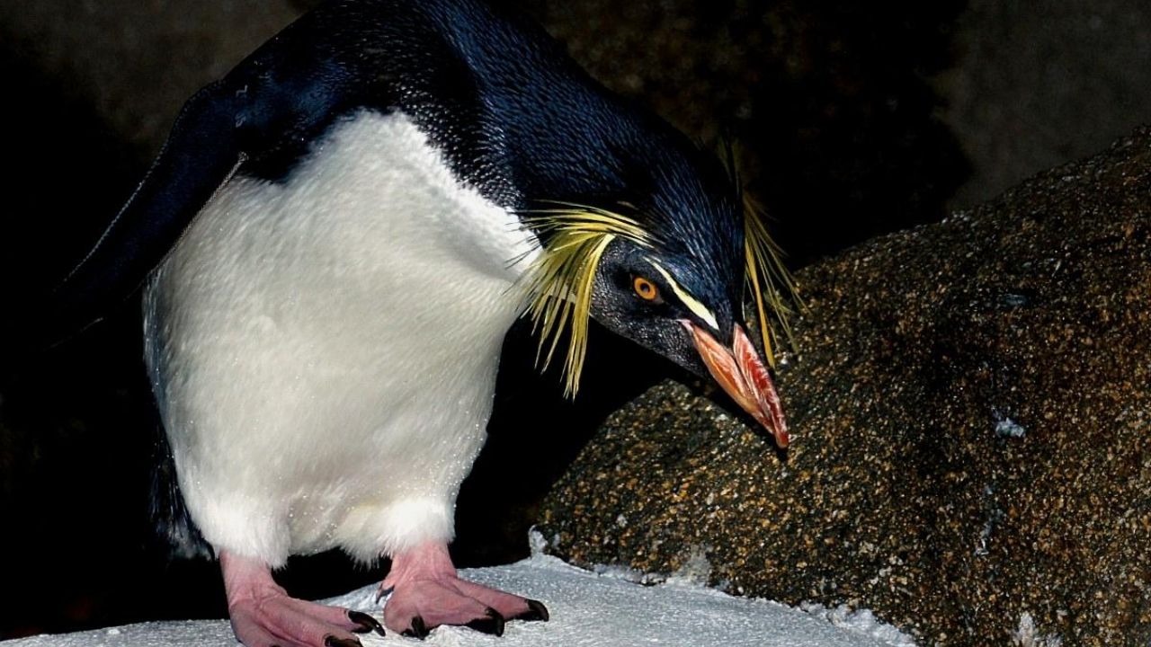 Fóssil de pinguim-de-crista de 3,36 milhões de anos é encontrado na Nova Zelândia