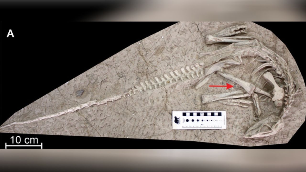 Pesquisadores descobrem fósseis de dinossauros de espécie nunca antes vista na China