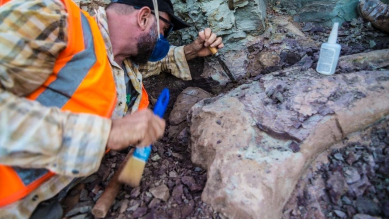 Pesquisadores descobrem fósseis de dinossauro em obra ferroviária no Maranhão