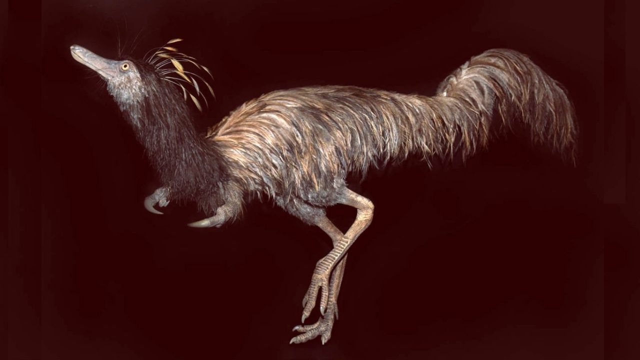 Pesquisadores descobrem curioso dinossauro de 66 milhões de anos com garras