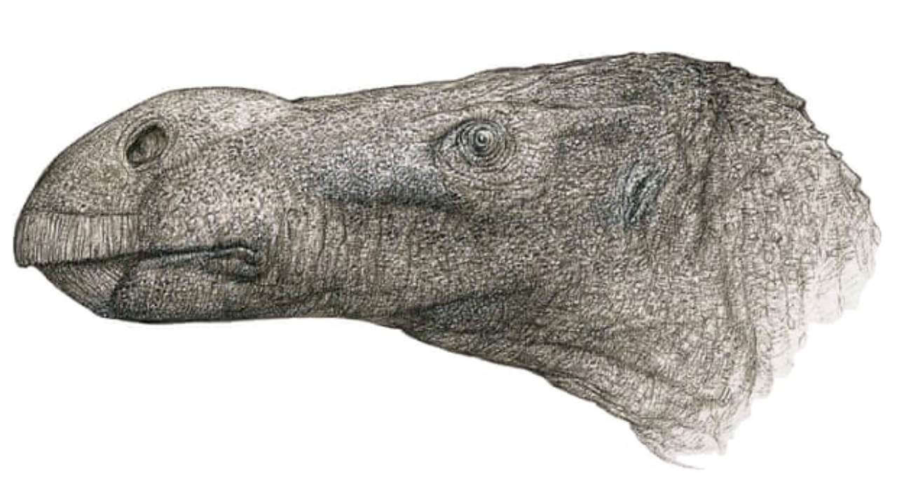 Nova espécie de dinossauro é descoberta por médico aposentado