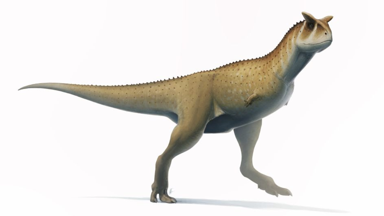 Crânio de dinossauro ‘sem braços’ é encontrado na Argentina