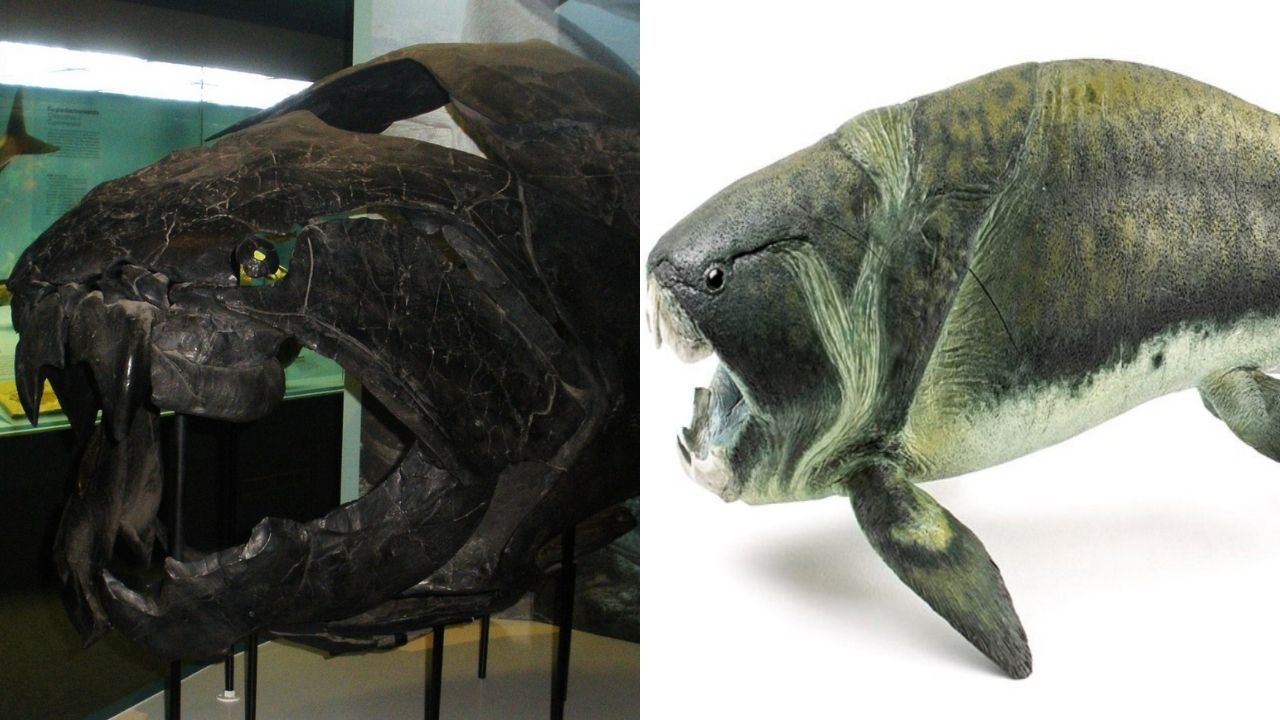 11 metros de comprimento e 4 toneladas: 5 curiosidades sobre o peixe que já foi o maior predador dos mares