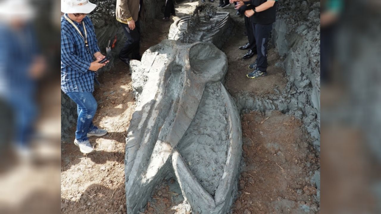 Esqueleto de baleia de 12 metros e 3 mil anos é descoberto na Tailândia