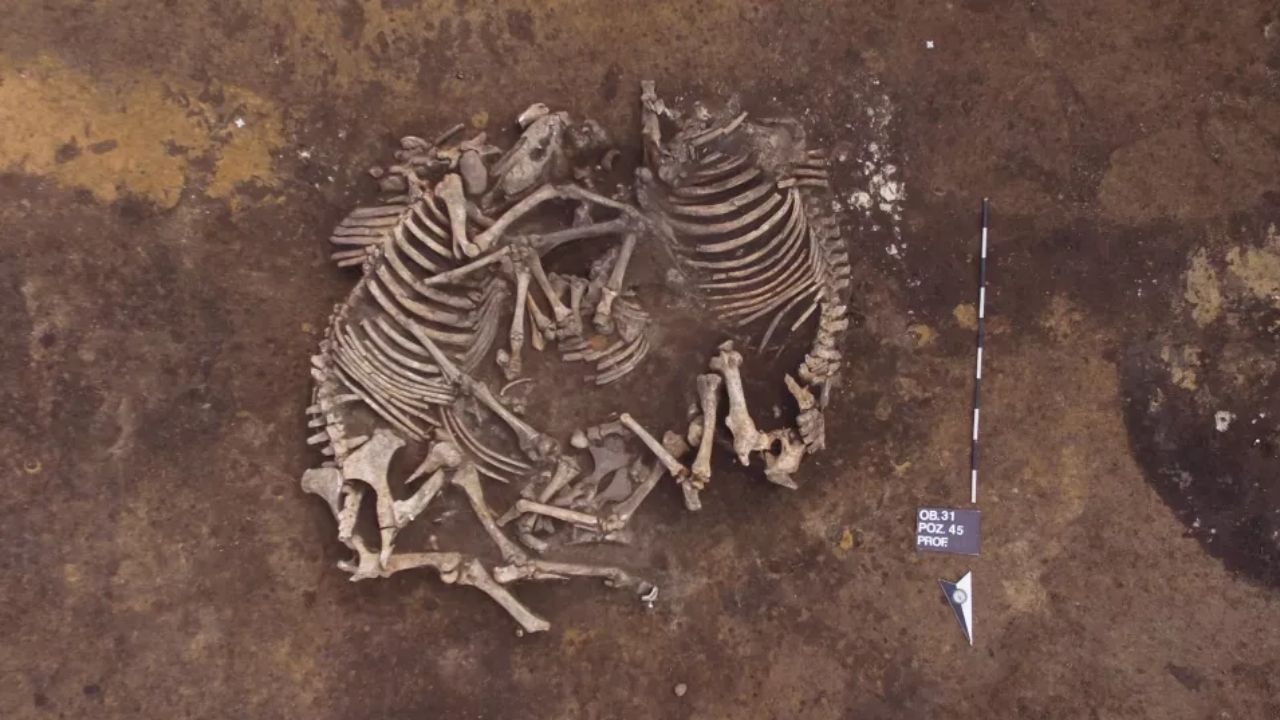Arqueólogos encontram cemitério megalítico e fortaleza de 5 mil anos na Polônia