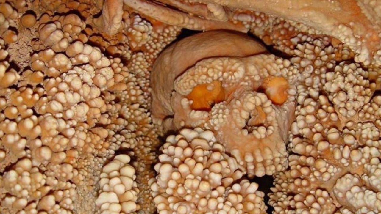 Pesquisa revela problema dentário incomum em esqueleto neandertal