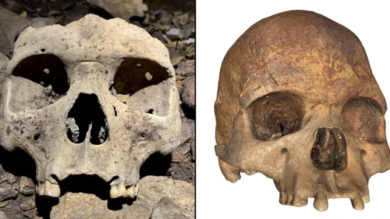 Os intrigantes esqueletos de 500 anos com crânios modificados, encontrados no Gabão