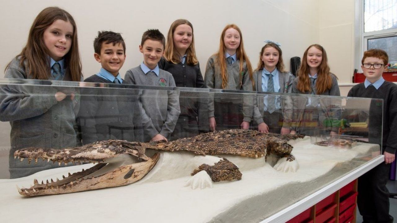 A curiosa história por trás da descoberta de um crocodilo em sala de aula