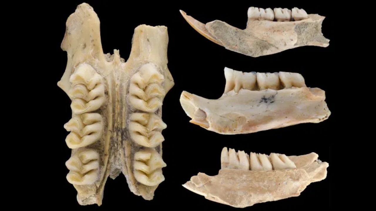 Pesquisadores descobrem três espécies possivelmente extintas de ratos das Filipinas