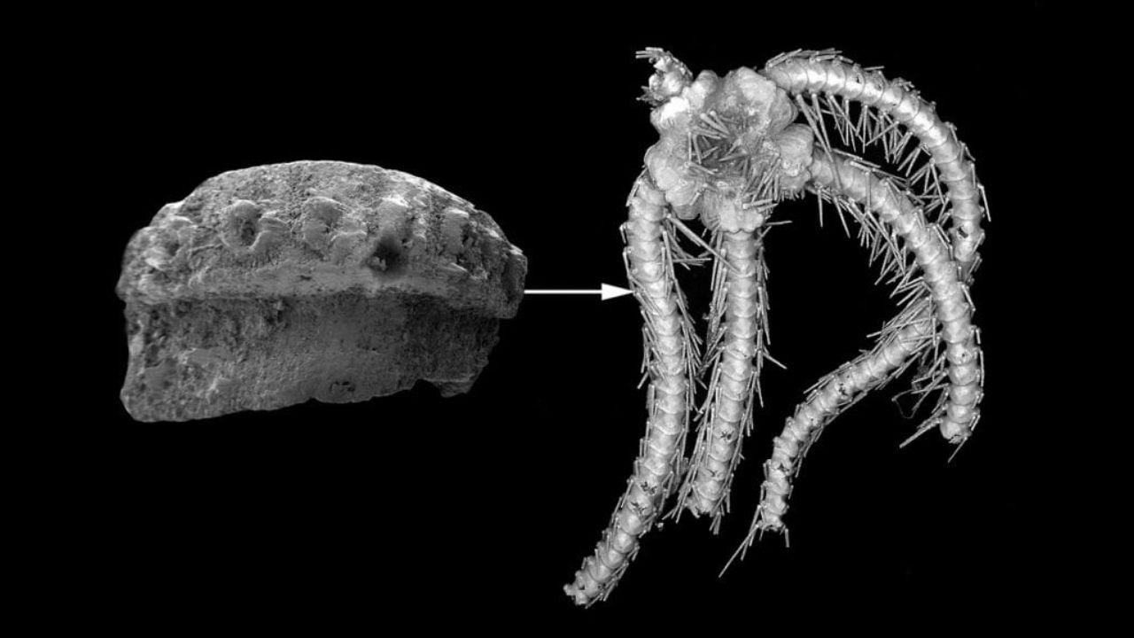 Paleontólogos descobrem fóssil de estrela-do-mar nunca antes vista na Holanda