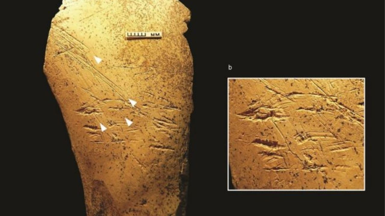 Pesquisadores identificam primeiras ferramentas ósseas da Europa