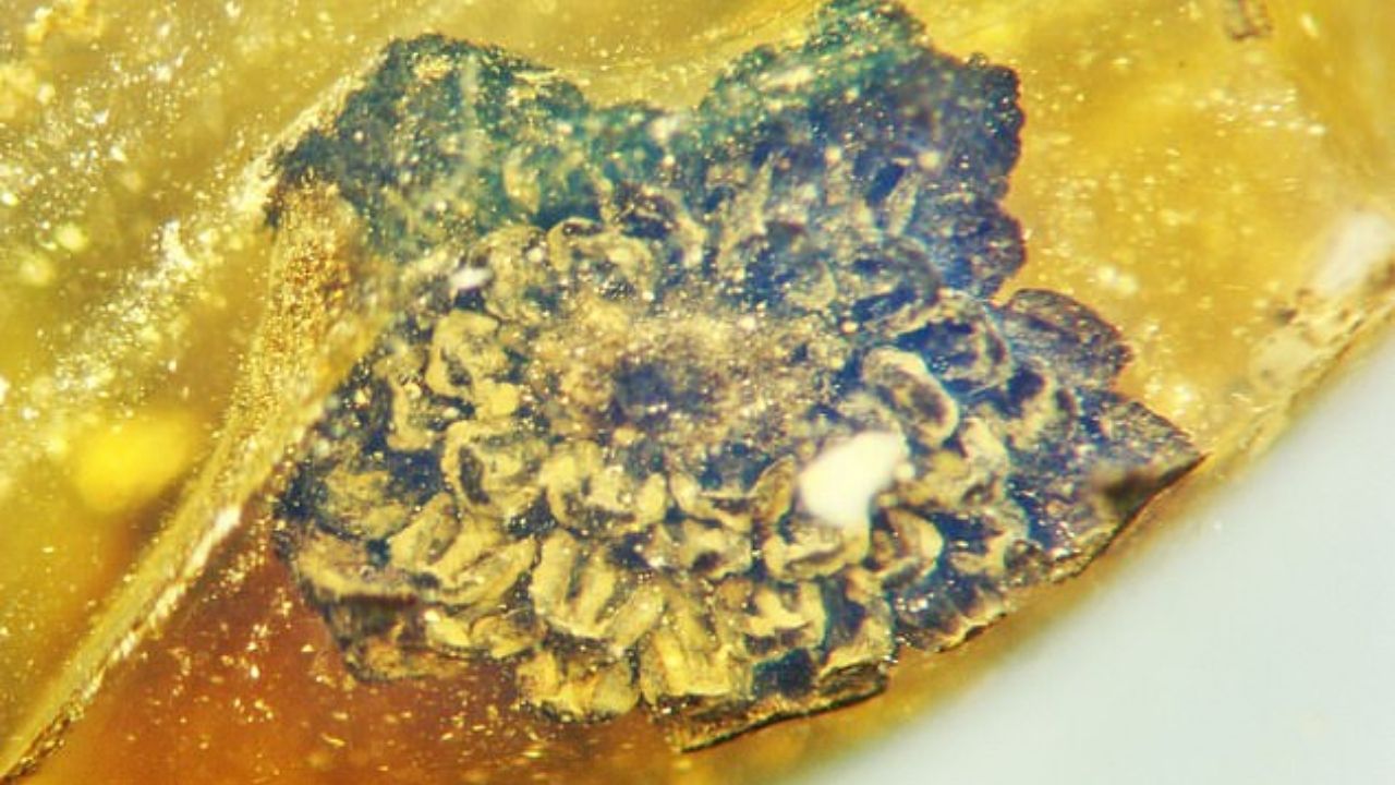Pesquisadores descobrem espécie de flor em âmbar de 100 milhões de anos