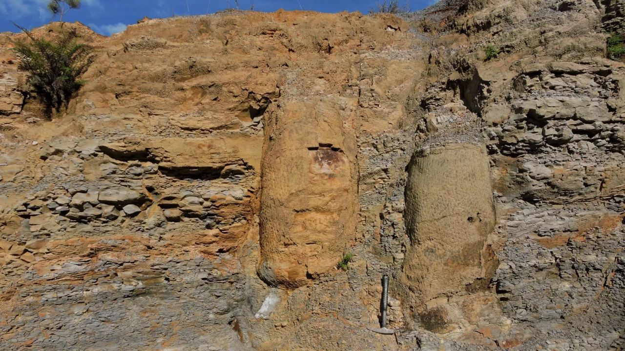 Cientista encontra floresta fossilizada de 290 milhões de anos ‘congelada no tempo’