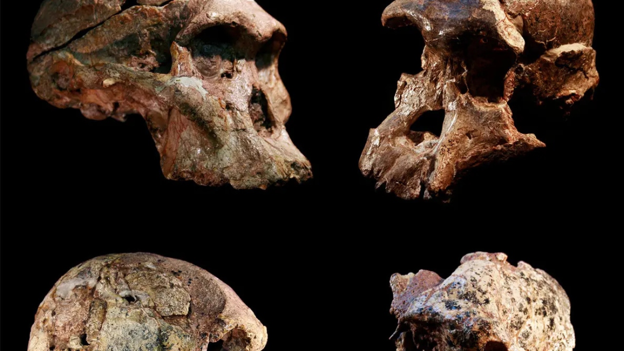 Fósseis encontrados na África do Sul são mais antigos que as ossadas de Lucy