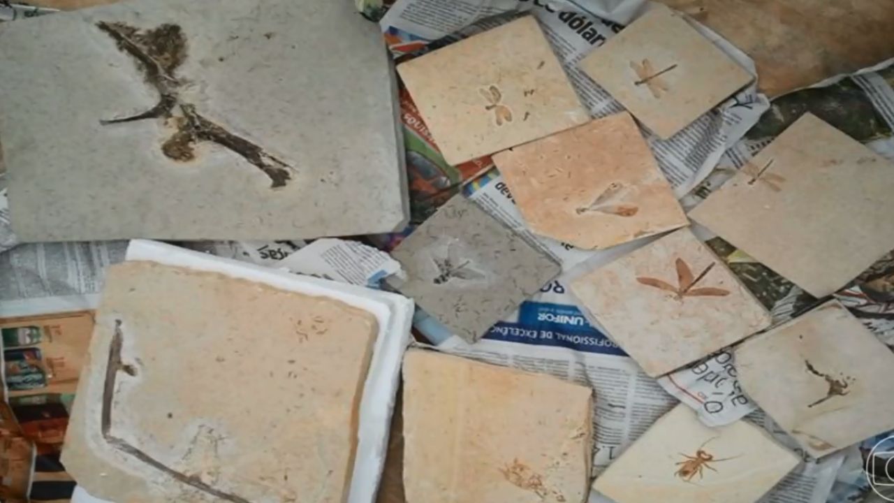 França devolve 998 fósseis contrabandeados do período Cretáceo ao Brasil