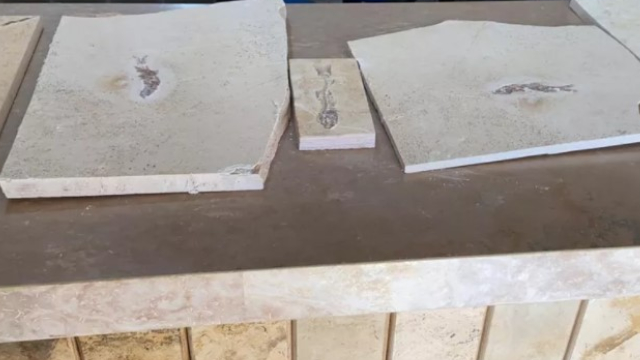 Museu recebe guarda de 237 fósseis contrabandeados na Chapada do Araripe, Ceará