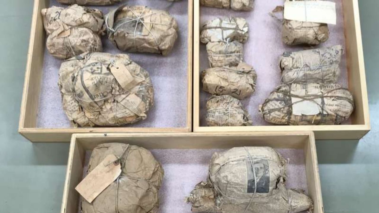 Fósseis encontrados há um século são redescobertos