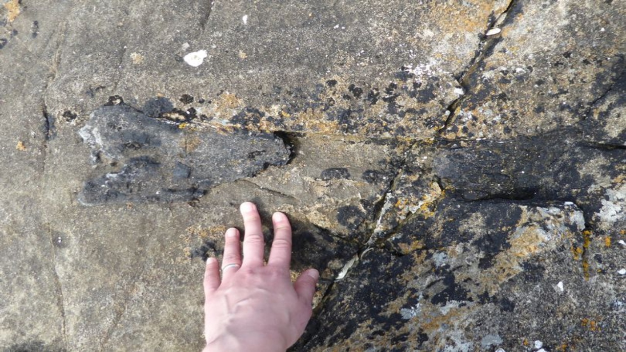 Fóssil raro de dinossauro, de 166 milhões de anos, é descoberto na Escócia