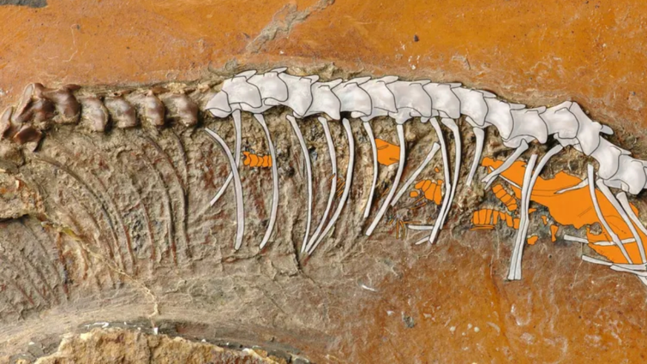 Fóssil de cobra dando à luz é encontrado na Alemanha