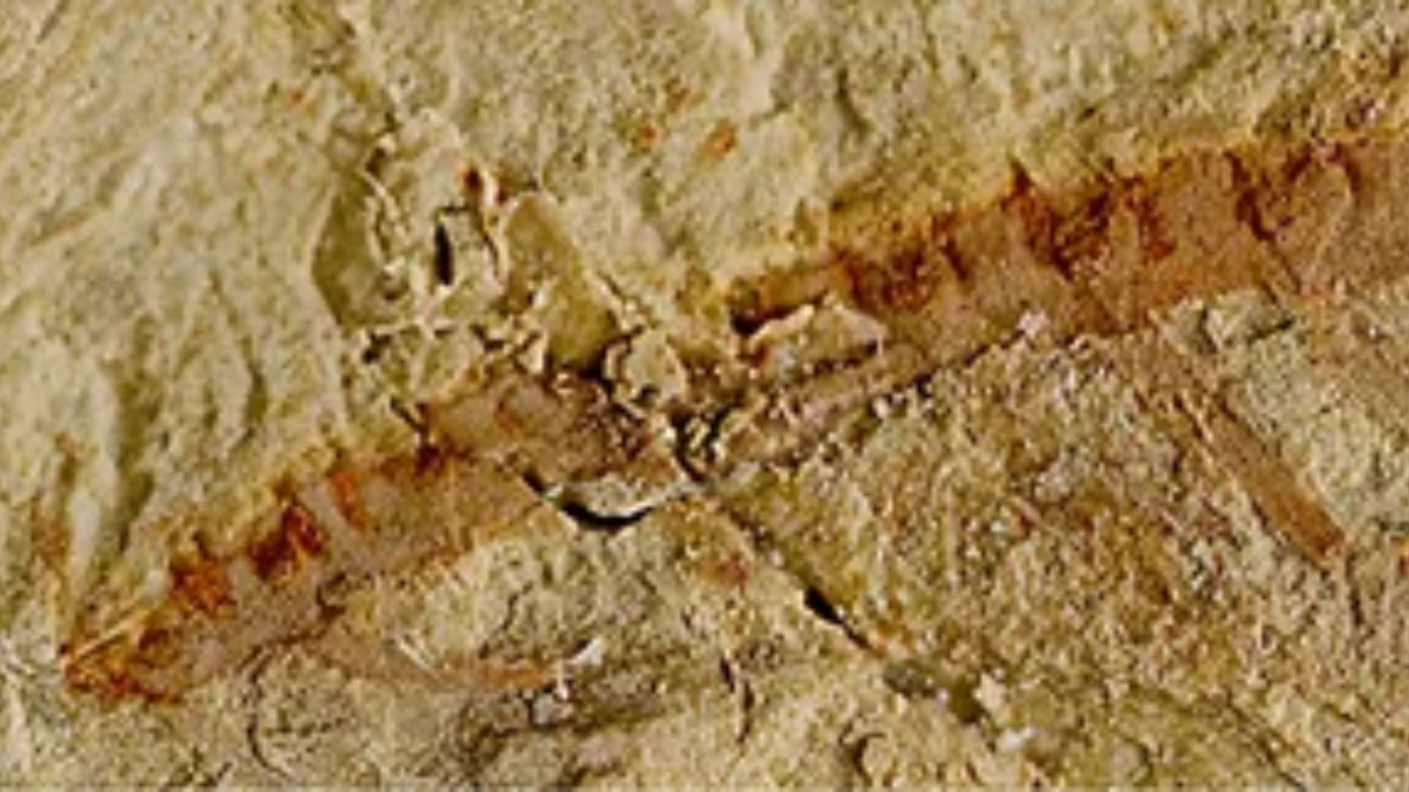 Fóssil de 525 milhões de anos revela segredos da evolução cerebral em animais