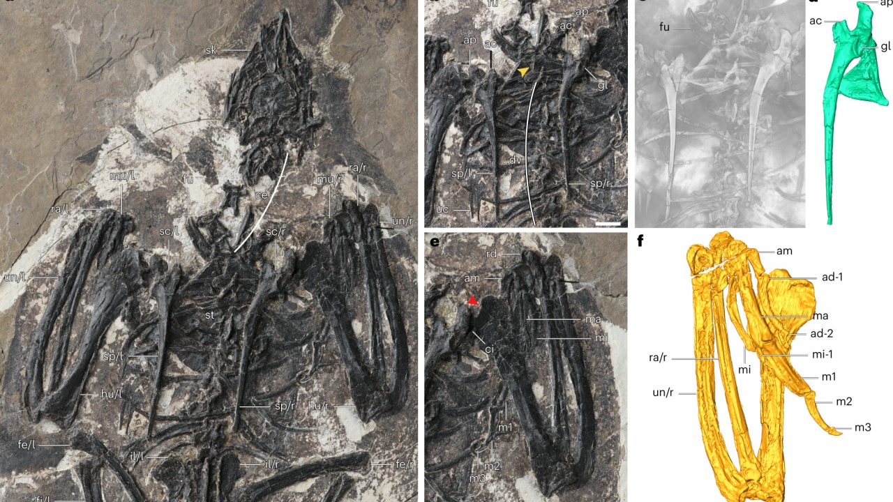 Fóssil de ave de 120 milhões de anos possui semelhanças com dinossauros