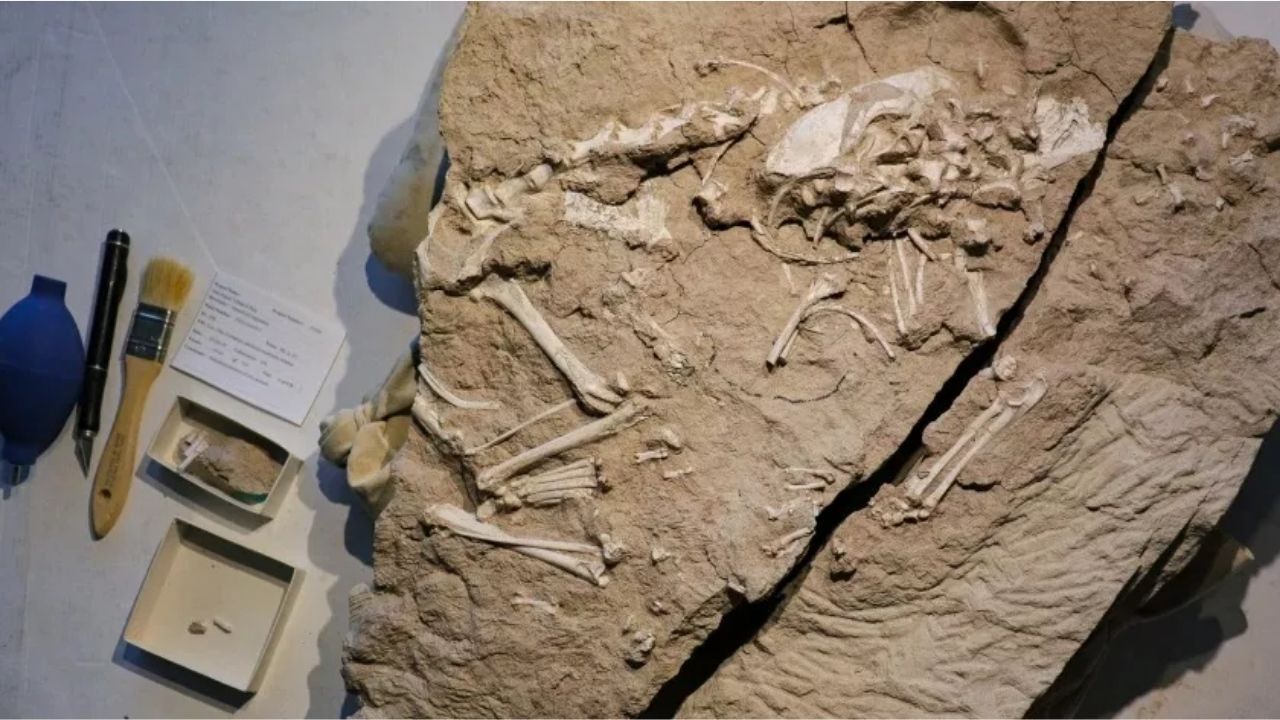 Pesquisadores encontram fóssil de ancestral dos cães de 24 milhões de anos