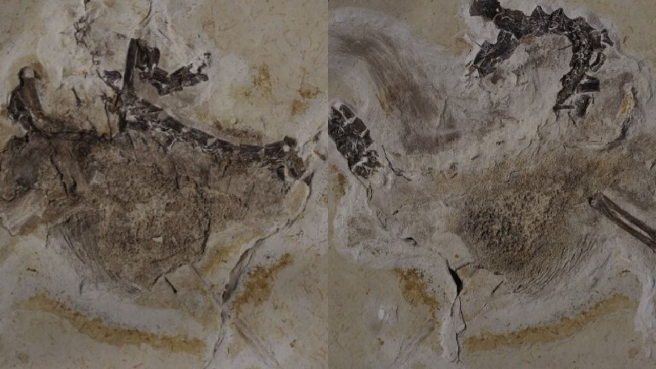 Museu alemão se recusa a devolver fóssil de dinossauro pertencente ao Brasil