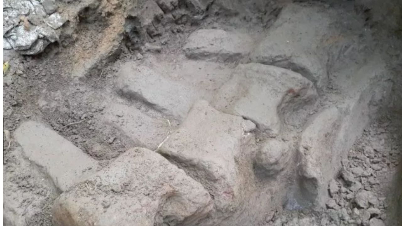 Cientistas desenterram baleia mais antiga já descoberta em Taiwan