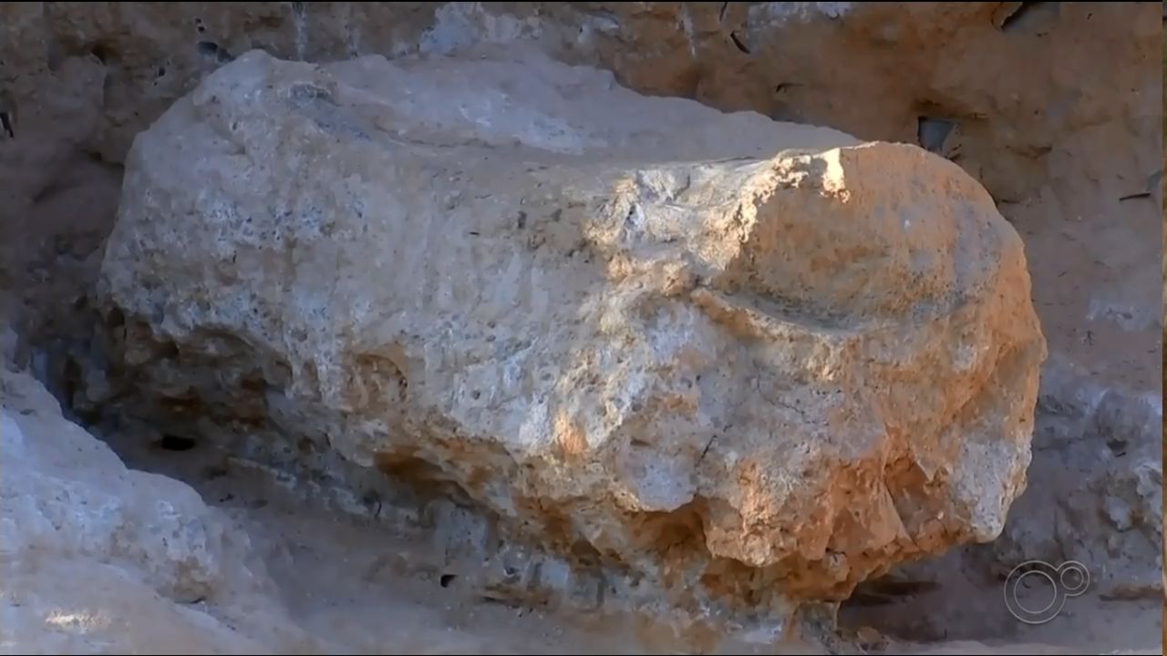 Fóssil de dinossauro descoberto no interior de São Paulo pode ser de Titanossauro