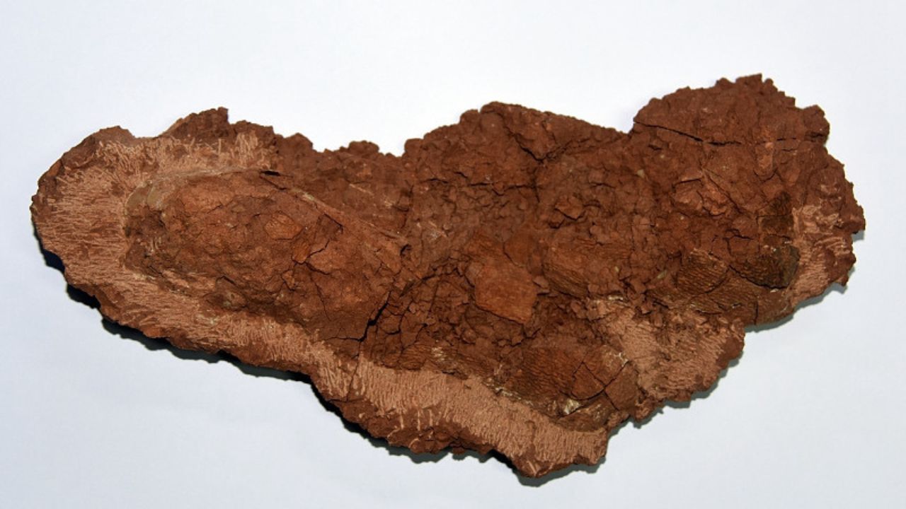 Extinção dos dinossauros não foi causada só pelo asteroide, sugere estudo